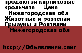  продаются карликовые крольчата  › Цена ­ 850 - Нижегородская обл. Животные и растения » Грызуны и Рептилии   . Нижегородская обл.